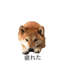 愛犬ろっく3（個別スタンプ：19）