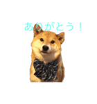 愛犬ろっく3（個別スタンプ：20）