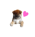 愛犬ろっく3（個別スタンプ：21）