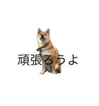 愛犬ろっく3（個別スタンプ：23）