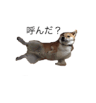 愛犬ろっく3（個別スタンプ：24）
