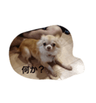 dog hello（個別スタンプ：1）