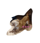 dog hello（個別スタンプ：2）