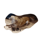 dog hello（個別スタンプ：4）