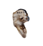 dog hello（個別スタンプ：6）