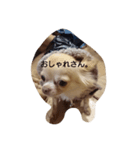 dog hello（個別スタンプ：7）