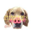 GO！GO！ルーちゃん！（個別スタンプ：4）