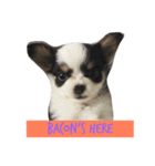 bacon and lemon eiei（個別スタンプ：7）