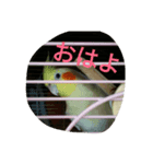 我が家のおーちゃん（個別スタンプ：1）