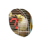 我が家のおーちゃん（個別スタンプ：3）