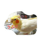 我が家のおーちゃん（個別スタンプ：4）