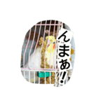 我が家のおーちゃん（個別スタンプ：5）