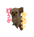 一生懸命ちわぷー2（個別スタンプ：1）