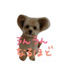 一生懸命ちわぷー2（個別スタンプ：2）