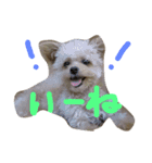 一生懸命ちわぷー2（個別スタンプ：3）