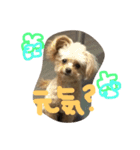 一生懸命ちわぷー2（個別スタンプ：8）