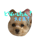 一生懸命ちわぷー2（個別スタンプ：10）