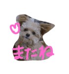 一生懸命ちわぷー2（個別スタンプ：13）