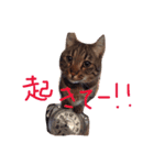 ねこのチョコ（個別スタンプ：4）