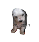 wanri（個別スタンプ：3）