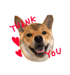 柴犬♡つばき（個別スタンプ：3）