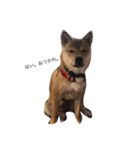 柴犬♡つばき（個別スタンプ：5）
