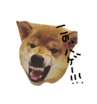 柴犬♡つばき（個別スタンプ：6）