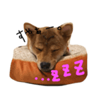 柴犬♡つばき（個別スタンプ：8）