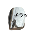 chiwa＆yo-chiwa.family2（個別スタンプ：4）