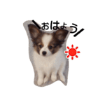わんこのコロンの1日（個別スタンプ：1）