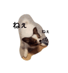 わんこのコロンの1日（個別スタンプ：7）