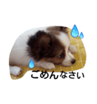 わんこのコロンの1日（個別スタンプ：8）