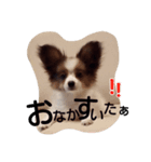 わんこのコロンの1日（個別スタンプ：9）