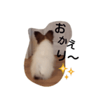 わんこのコロンの1日（個別スタンプ：12）