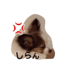 わんこのコロンの1日（個別スタンプ：13）