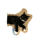 クロマメ1（個別スタンプ：16）