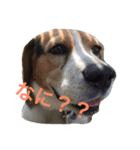 面白犬①（個別スタンプ：1）