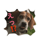面白犬①（個別スタンプ：2）
