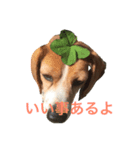 面白犬①（個別スタンプ：3）