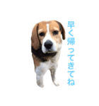 面白犬①（個別スタンプ：4）
