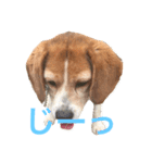 面白犬①（個別スタンプ：5）