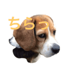 面白犬①（個別スタンプ：6）