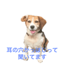 面白犬①（個別スタンプ：7）