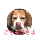 面白犬①（個別スタンプ：8）