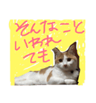 にゃおちん  5（個別スタンプ：8）