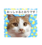 にゃおちん  5（個別スタンプ：9）