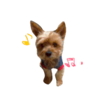 ヨーキー(たまに使える！)（個別スタンプ：2）