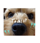 ヨーキー(たまに使える！)（個別スタンプ：3）