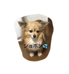さくらの顏で表現スタンプ（個別スタンプ：1）