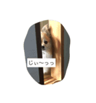 さくらの顏で表現スタンプ（個別スタンプ：2）